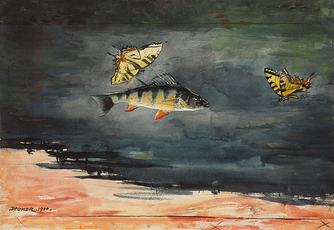 Fish and Butterflies